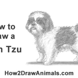 Shih Tzu Drawing Intricate Artwork