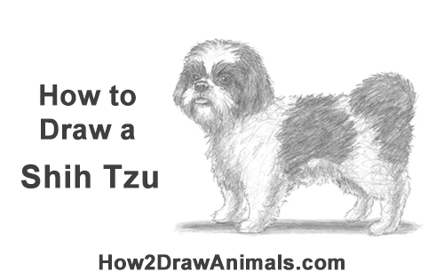 Shih Tzu Drawing Intricate Artwork