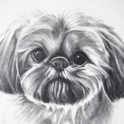 Shih Tzu Drawing Modern Sketch