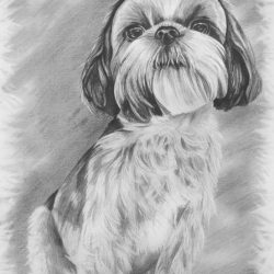 Shih Tzu Drawing Picture