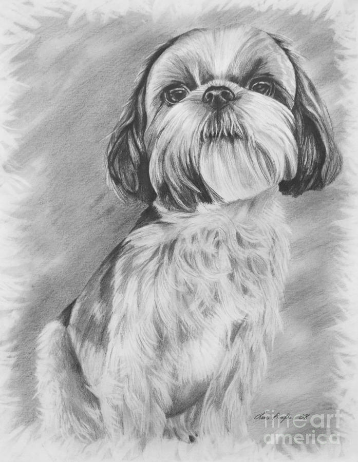 Shih Tzu Drawing Picture