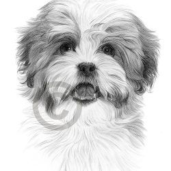 Shih Tzu Drawing Realistic Sketch