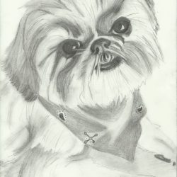 Shih Tzu Drawing Sketch