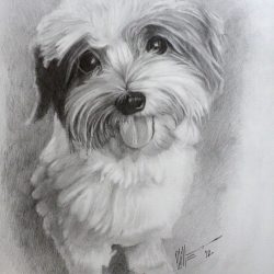 Shih Tzu Drawing Stunning Sketch