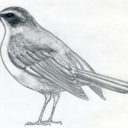 Simple Bird Drawing Amazing Sketch