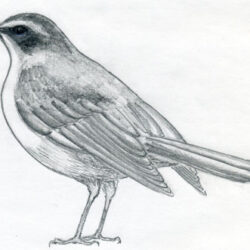 Simple Bird Drawing Artistic Sketching