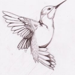 Simple Bird Drawing Fine Art