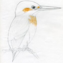 Simple Bird Drawing Hand Drawn Sketch