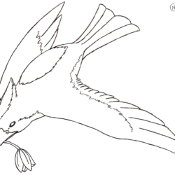 Simple Bird Drawing Picture