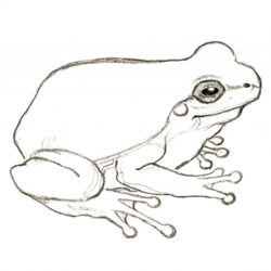 Simple Frog Drawing Amazing Sketch