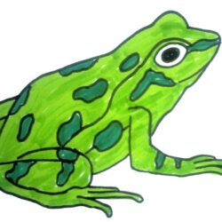 Simple Frog Drawing Artistic Sketching