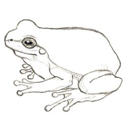 Simple Frog Drawing Sketch