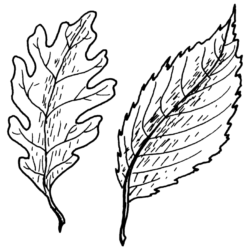 Simple Leaf Drawing Artistic Sketching