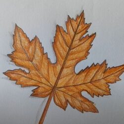 Simple Leaf Drawing Hand Drawn