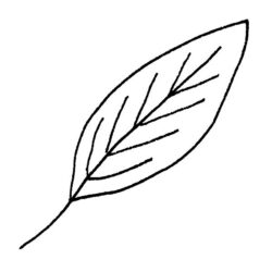 Simple Leaf Drawing Intricate Artwork