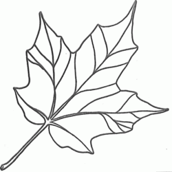 Simple Leaf Drawing Modern Sketch