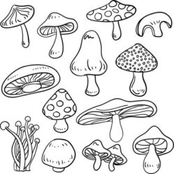 Simple Mushroom Drawing Amazing Sketch