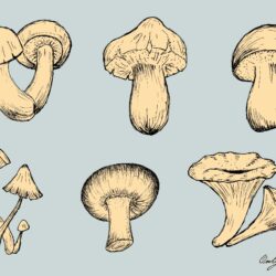 Simple Mushroom Drawing Detailed Sketch