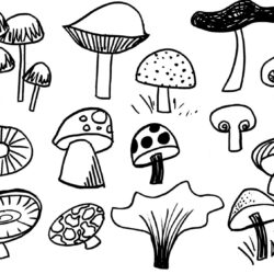 Simple Mushroom Drawing Fine Art