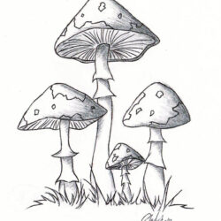 Simple Mushroom Drawing Hand Drawn Sketch