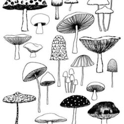 Simple Mushroom Drawing Realistic Sketch