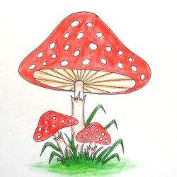 Simple Mushroom Drawing Sketch