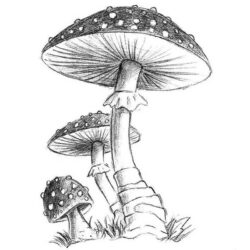 Simple Mushroom Drawing Unique Art