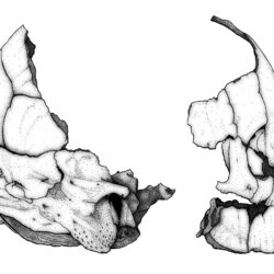 Simple Skull Drawing Art