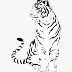 Simple Tiger Drawing Artistic Sketching