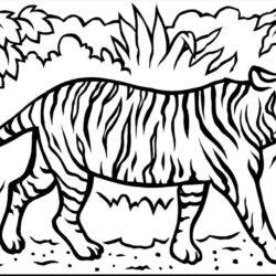 Simple Tiger Drawing Fine Art