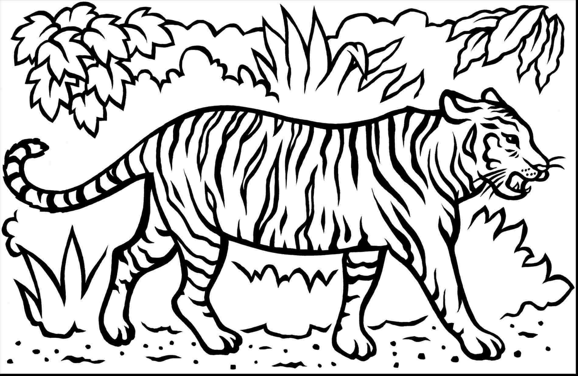 Simple Tiger Drawing Fine Art