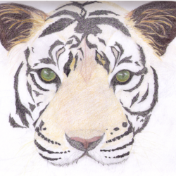 Simple Tiger Drawing Image