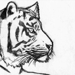 Simple Tiger Drawing Modern Sketch