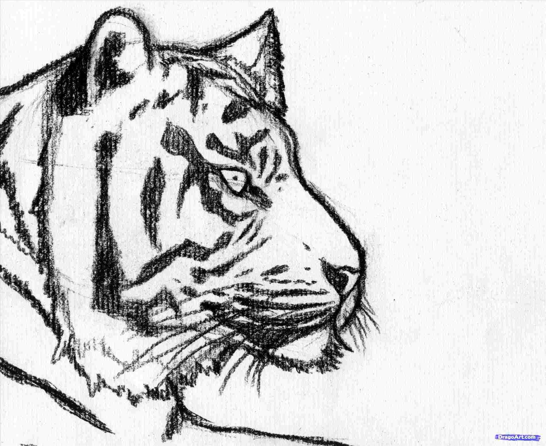 Simple Tiger Drawing Modern Sketch