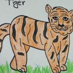 Simple Tiger Drawing Photo