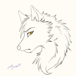 Simple Wolf Drawing Artistic Sketching