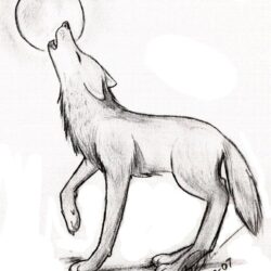 Simple Wolf Drawing Creative Style