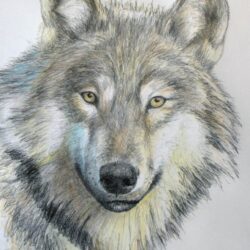 Simple Wolf Drawing Picture