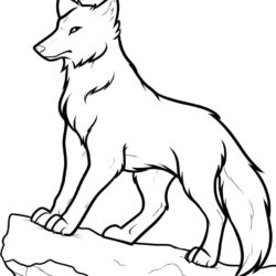 Simple Wolf Drawing Sketch