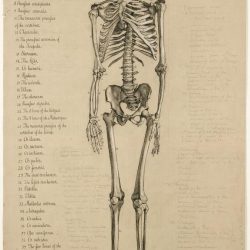 Skeleton Drawing Artistic Sketching