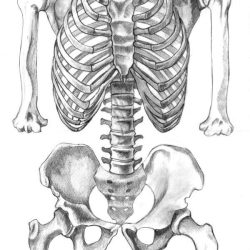 Skeleton Drawing Hand drawn