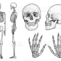 Skeleton Drawing Modern Sketch