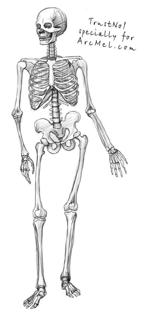 Skeleton Drawing Sketch