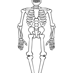 Skeleton Drawing Stunning Sketch