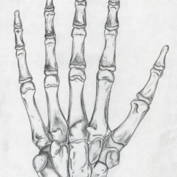 Skull Hand Drawing Modern Sketch