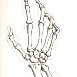 Skull Hand Drawing Photo