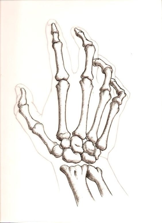 Skull Hand Drawing Photo