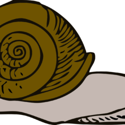 Snail Drawing Artistic Sketching