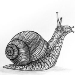 Snail Drawing Beautiful Artwork