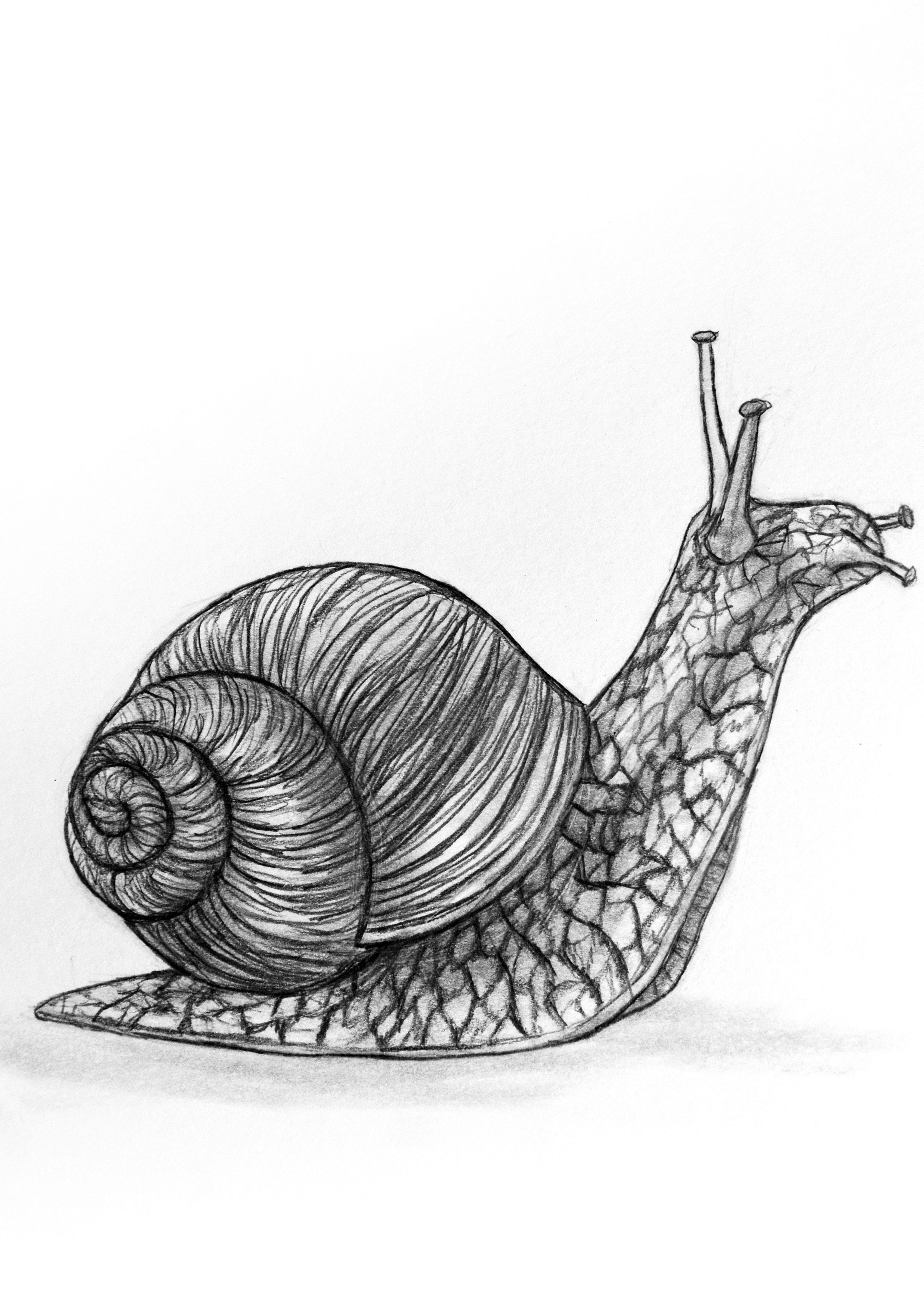 Snail Drawing Beautiful Artwork